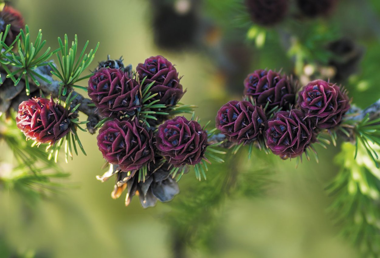 Полярная роза лиственница