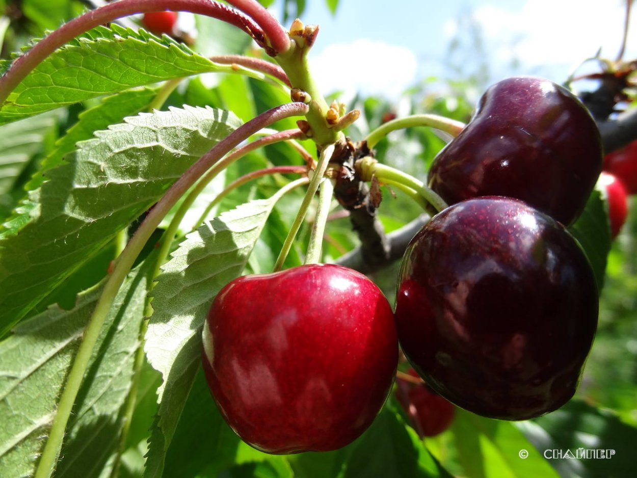 Сорт черешни Бычье сердце