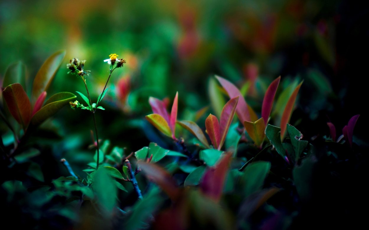 Фон для рабочего стола растения