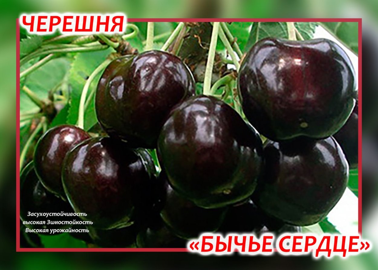 Черешня Бычье сердце дерево