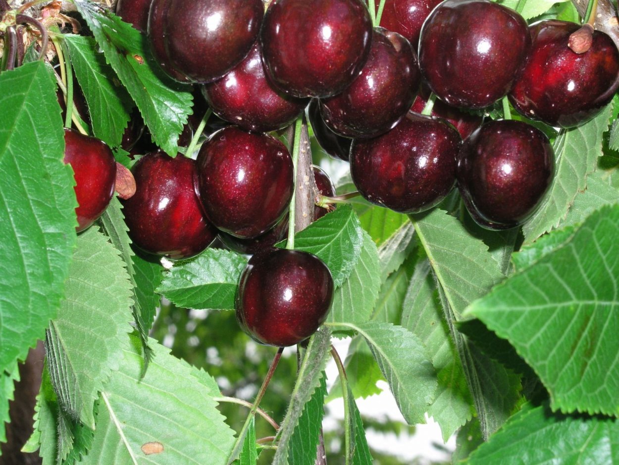 Саженцы Дюк Спартанка