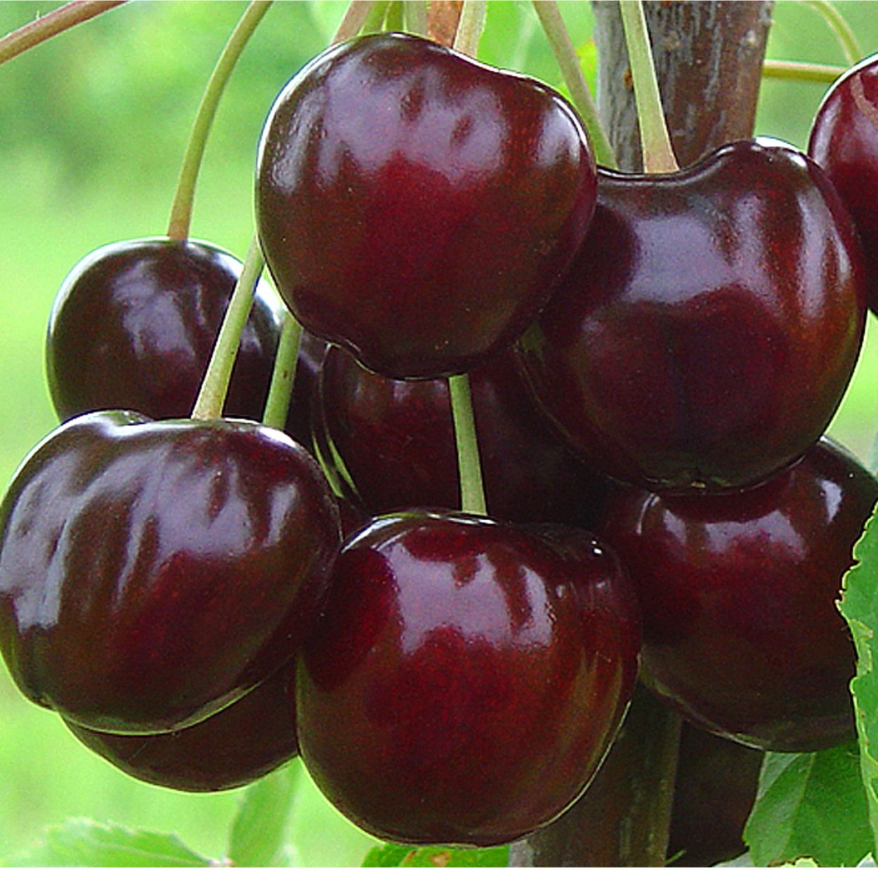 Черешня Сюбаровская