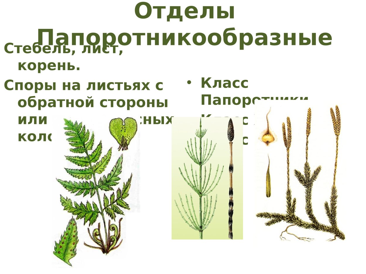 Высшие растения расчленение тела