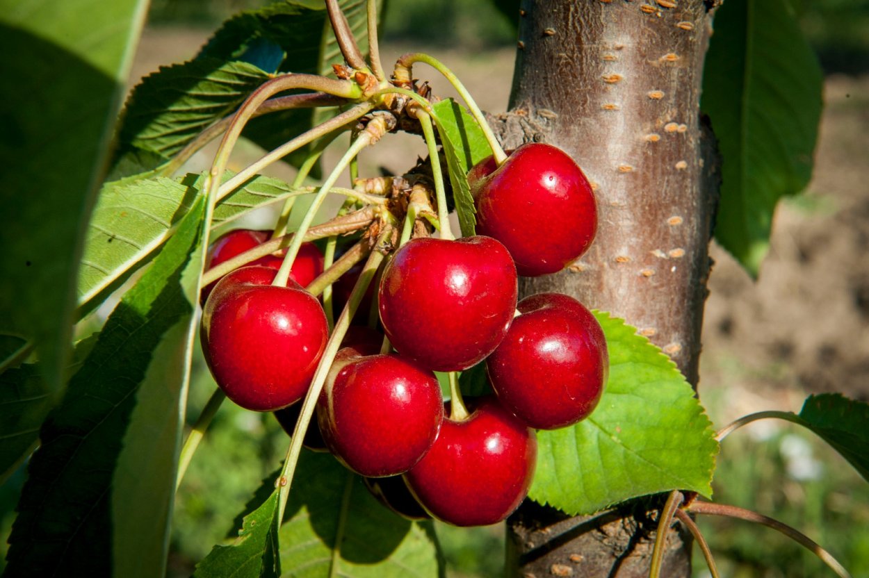 Саженцы черешня Заря Жукова
