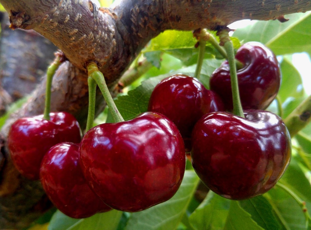 Саженцы черешни Кордия