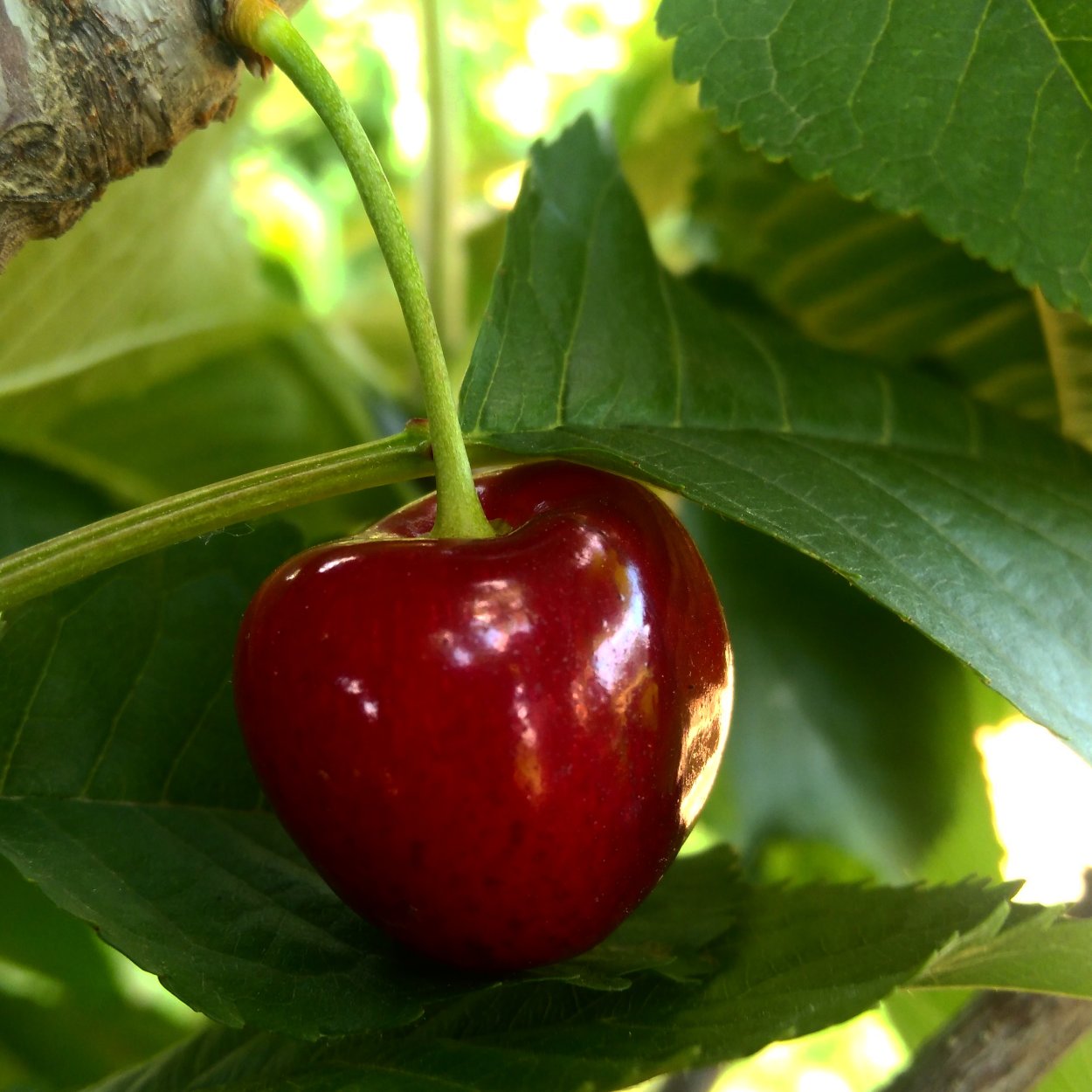 Черешня Бигарро Бурлат