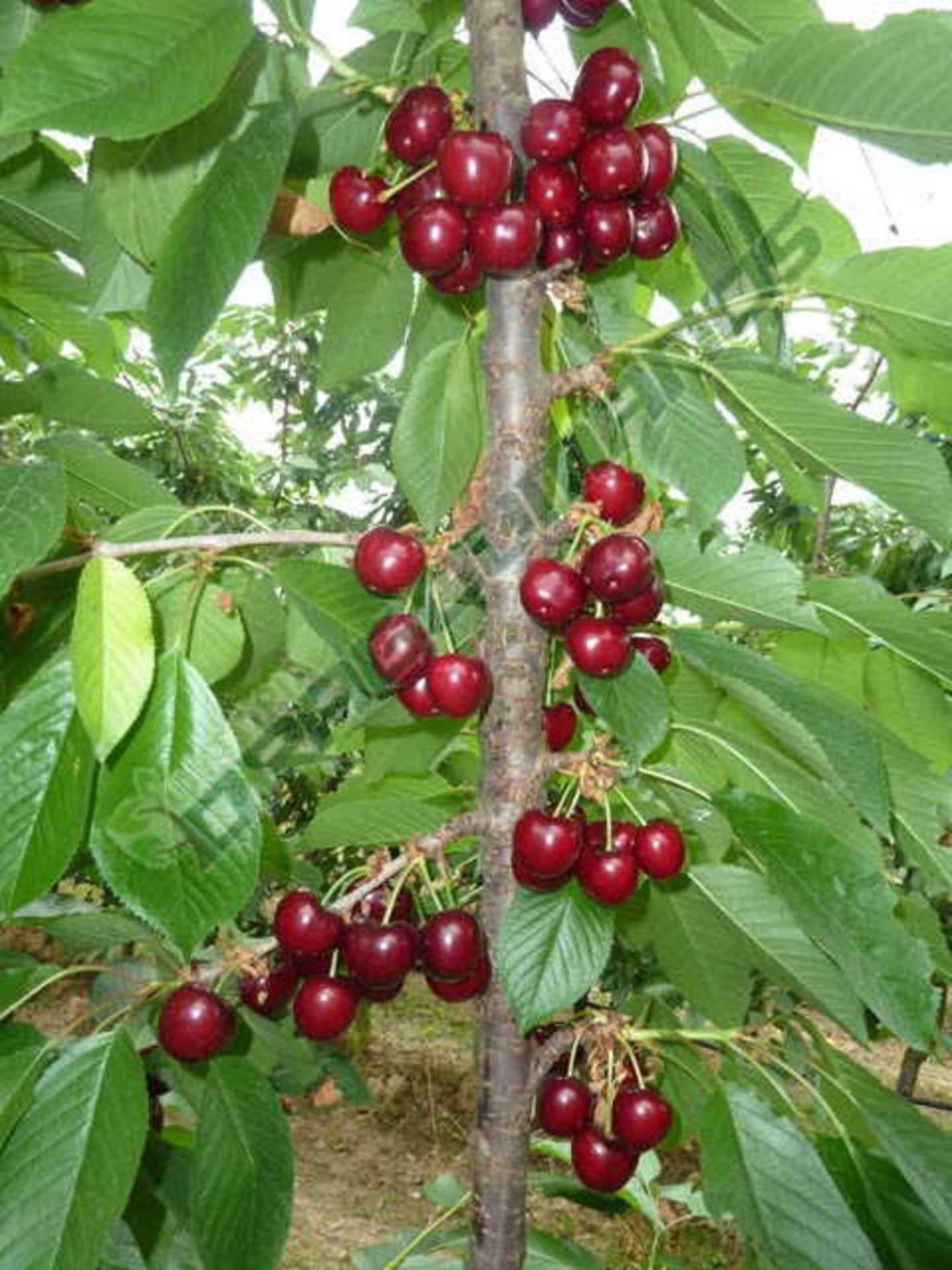 Черешня Бигарро Бурлат