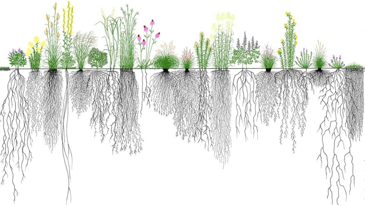 Мискантус в миксбордере