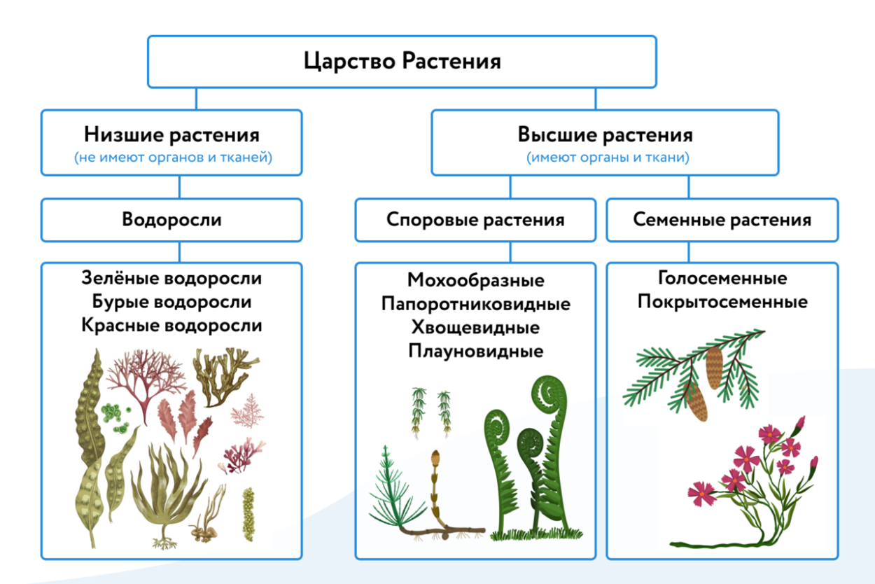 Высшие организмы. Царства растений высшие растения низшие растения. Схема царство растений водоросли. Царство растения Подцарство высшие растения. Царство растений низшие и высшие.