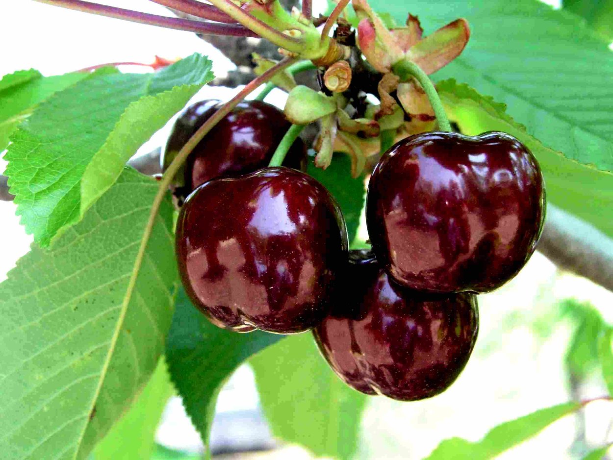 Черешня Ленинградская дерево