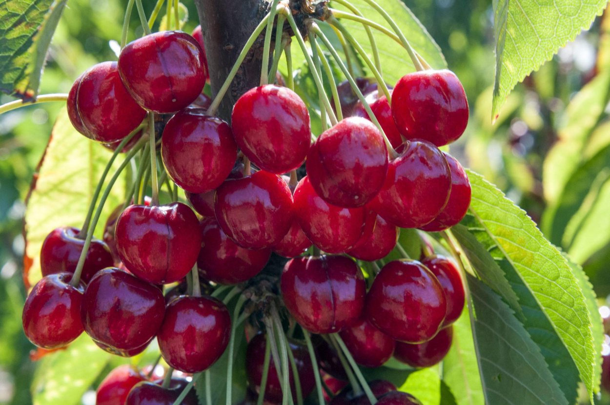 Черевишня Дюк факел