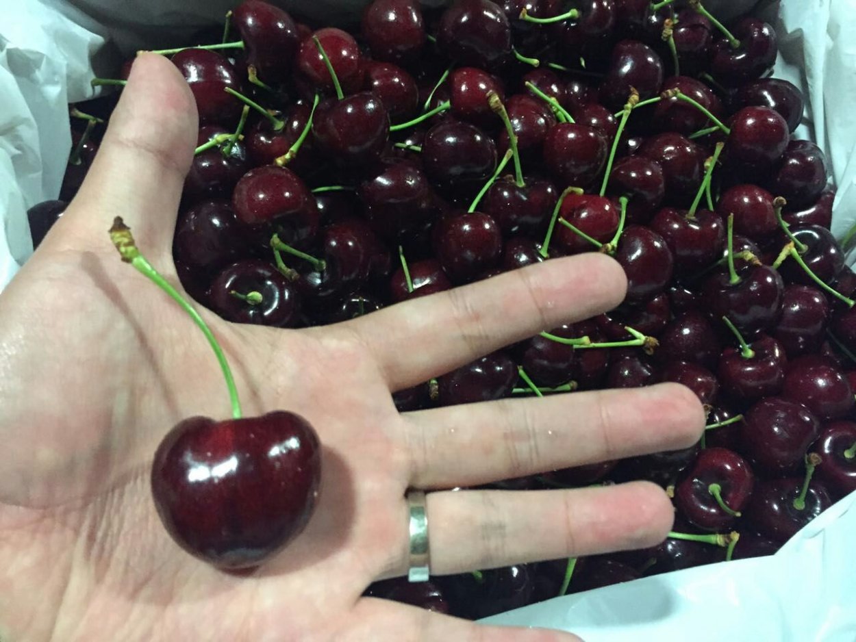 Черешня Валерий Чкалов дерево