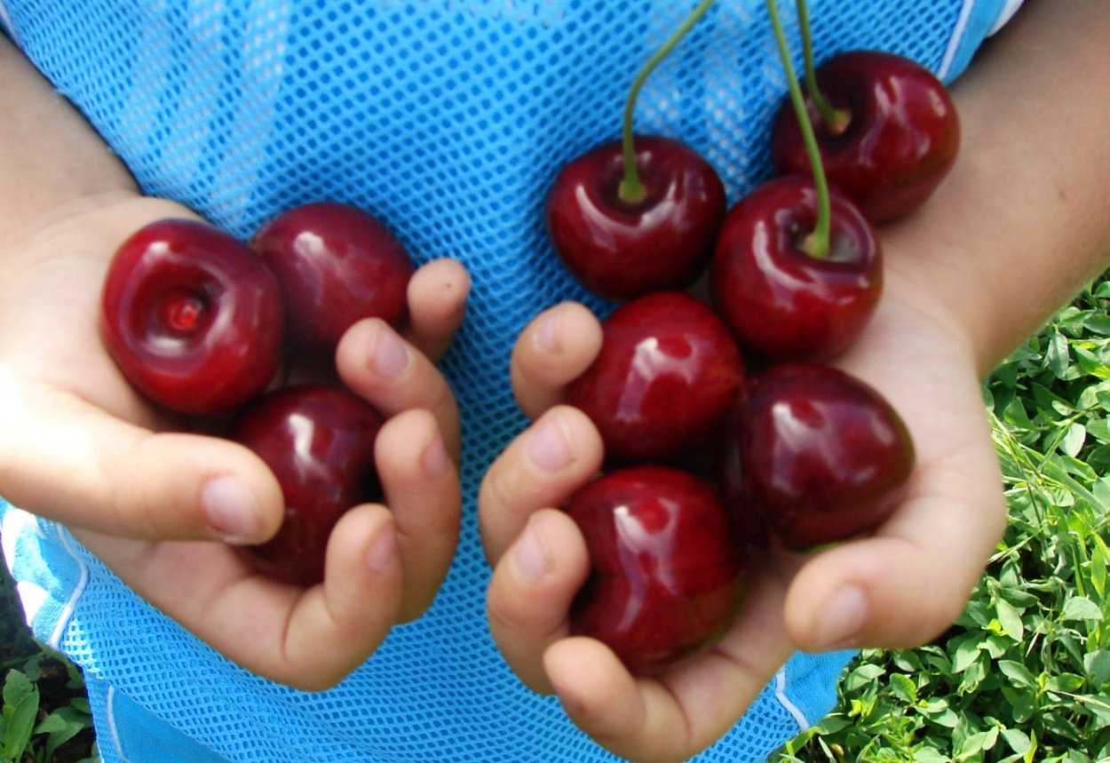 Черевишня Спартанка