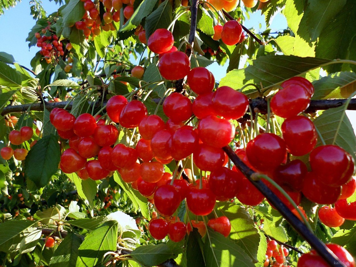 Вишня Алиса описание сорта