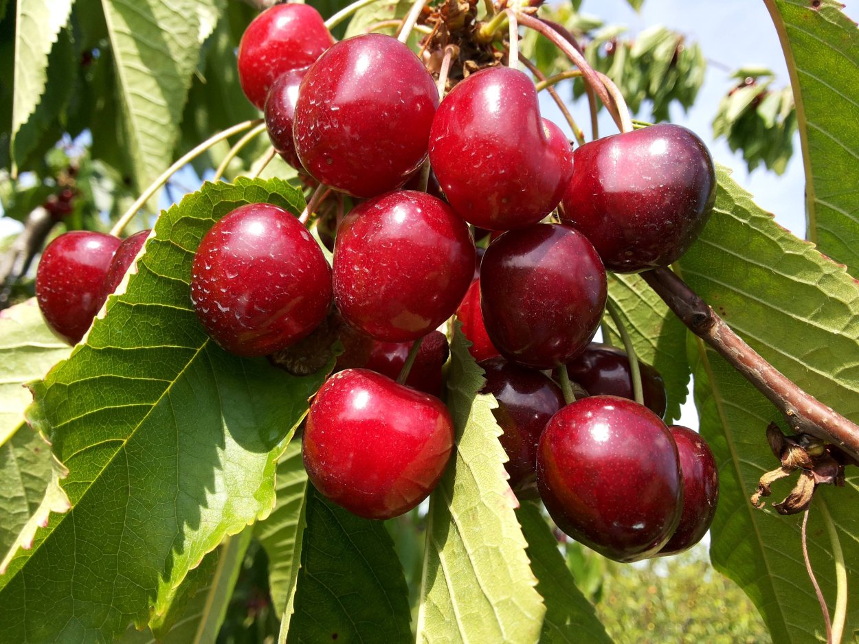 Черешня Феровия
