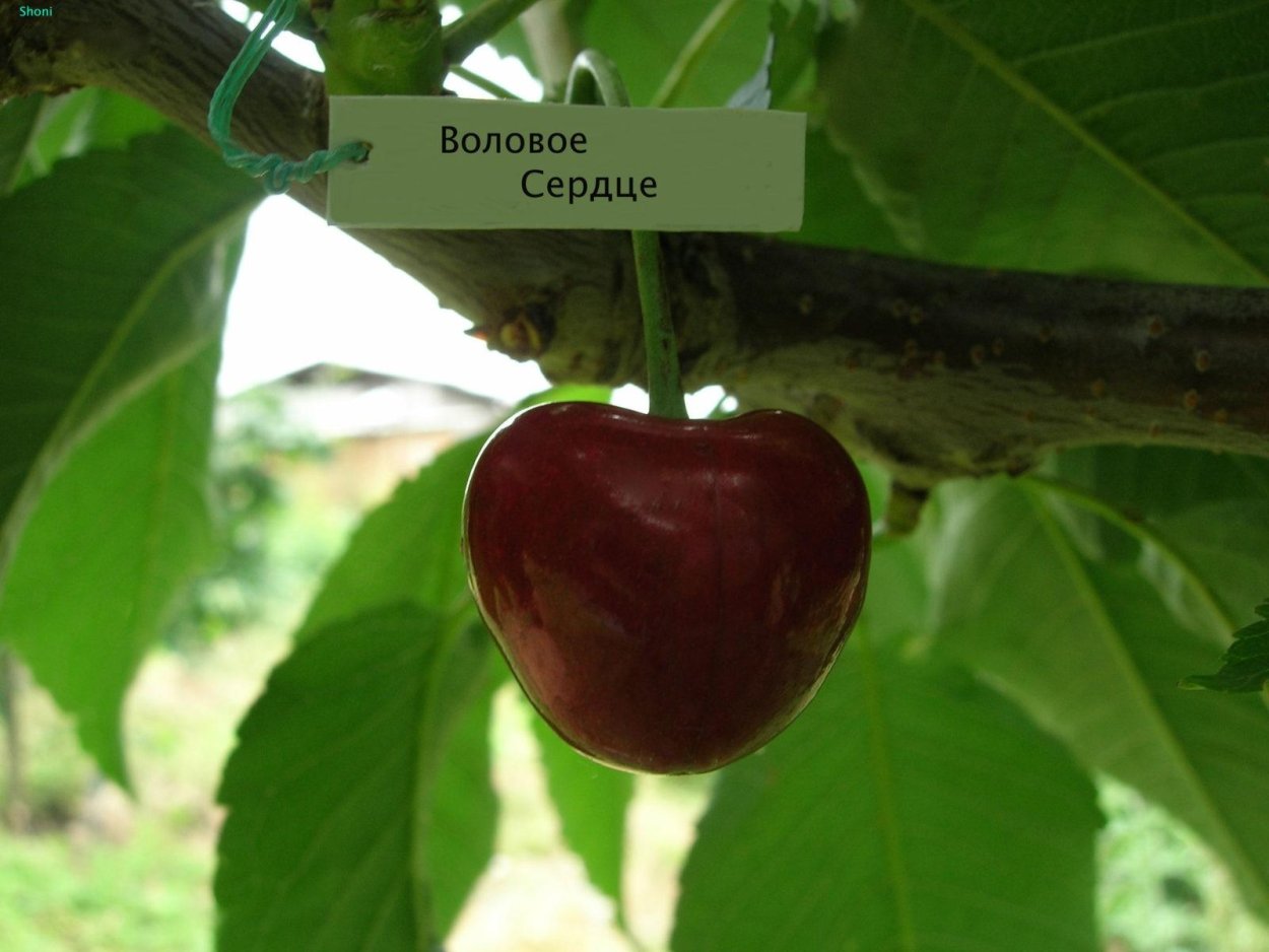 Сорт черешни Бычье сердце