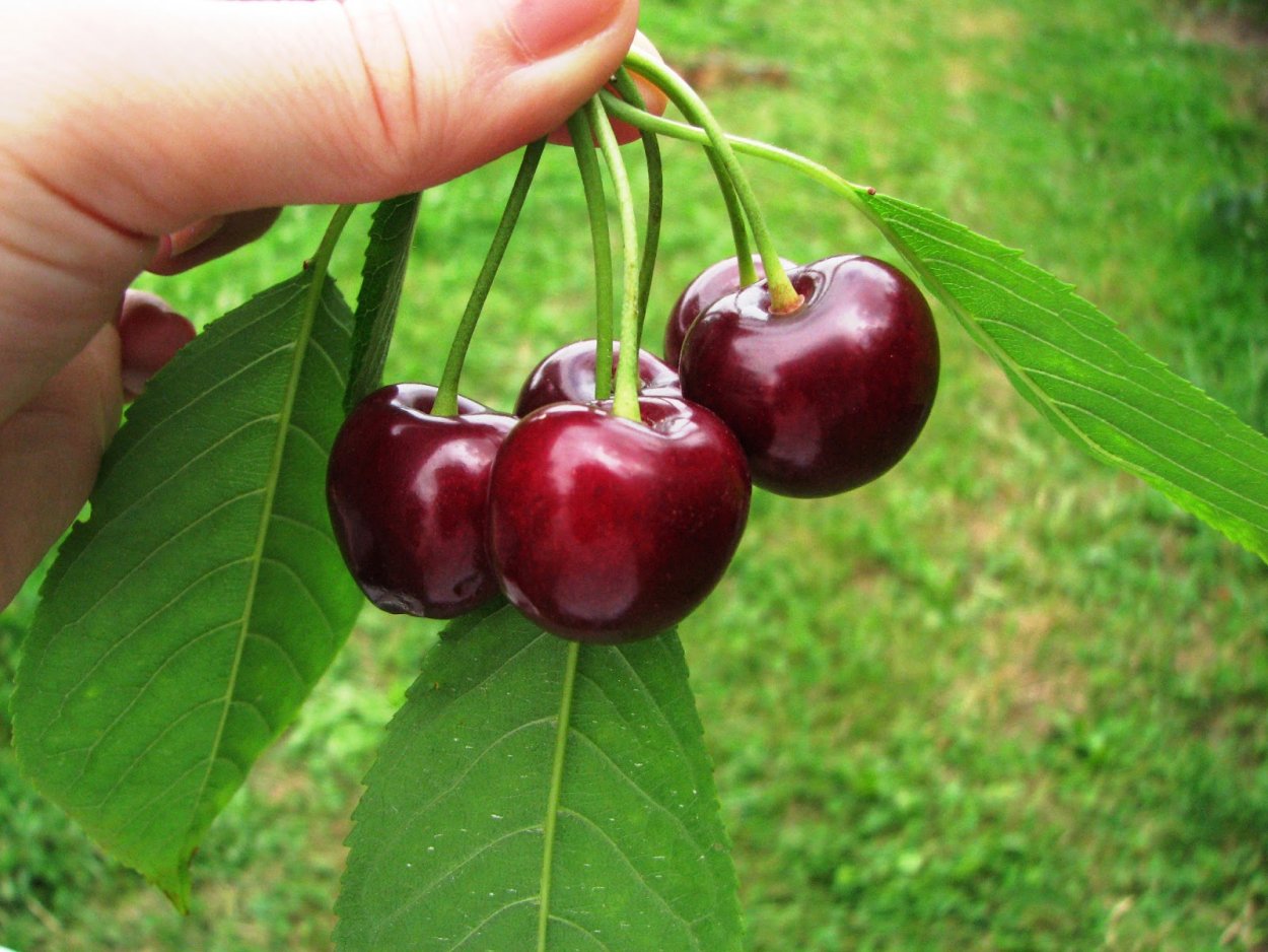 Черешня Бычье сердце