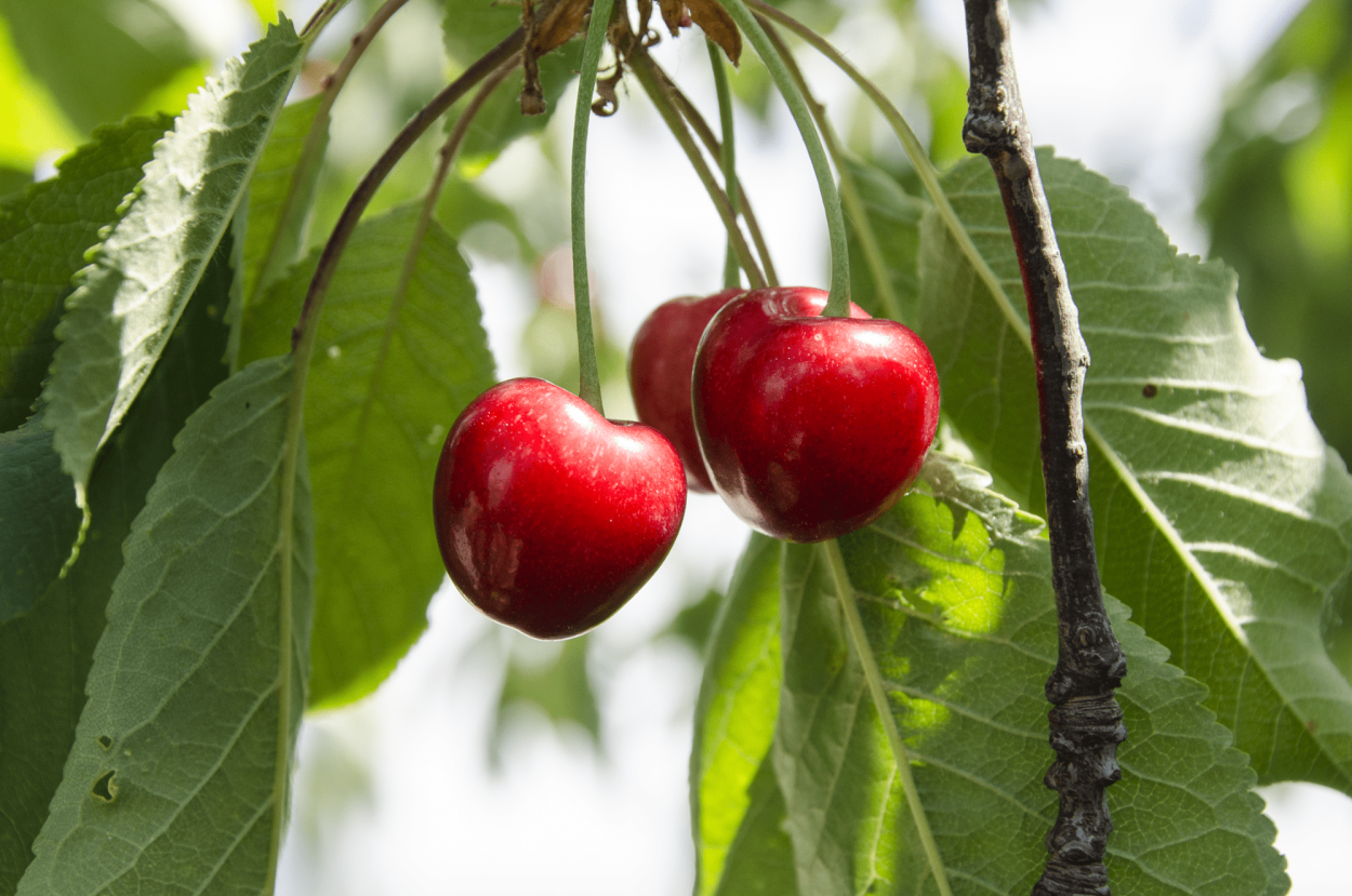 Сорт черешни Бычье сердце