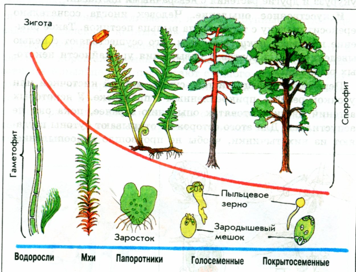 Соотношение гаметофита и спорофита в жизненном цикле растений