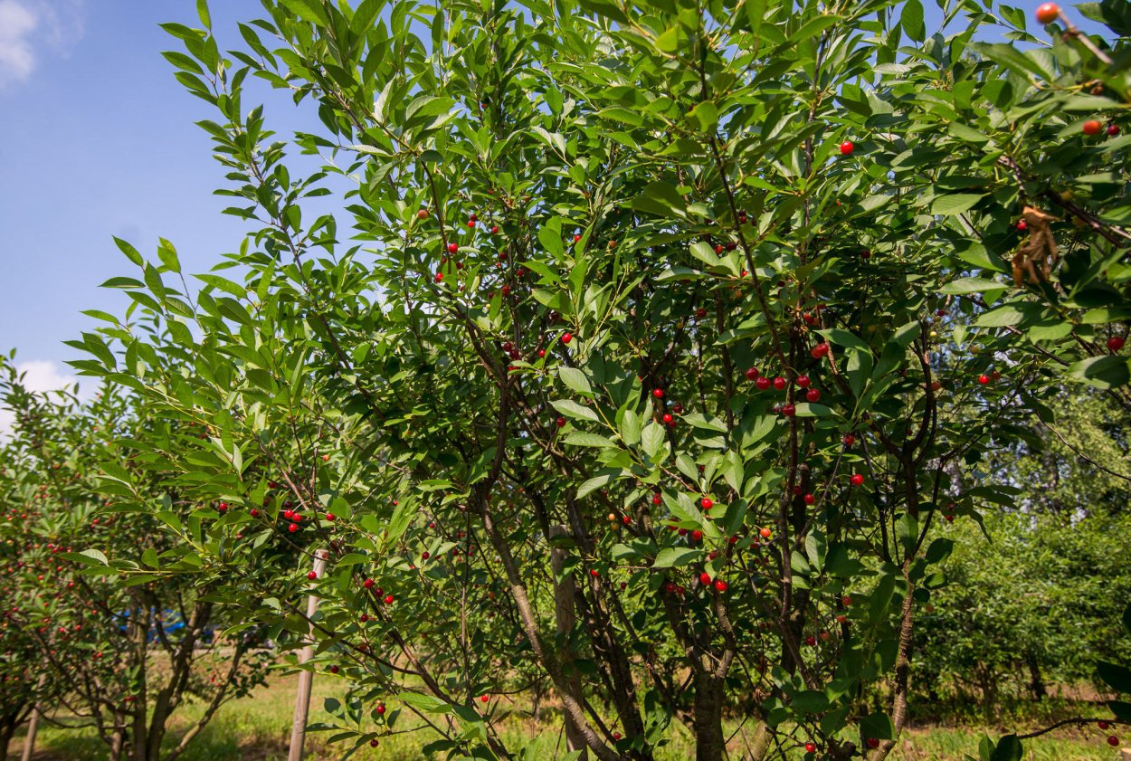 Черри вишня