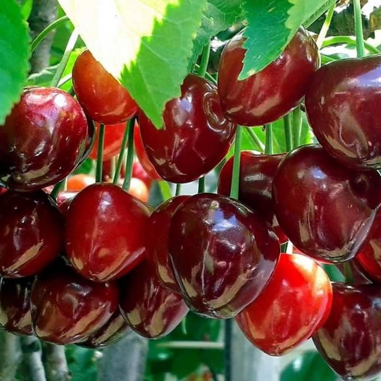 Саженцы вишня Шоколадница