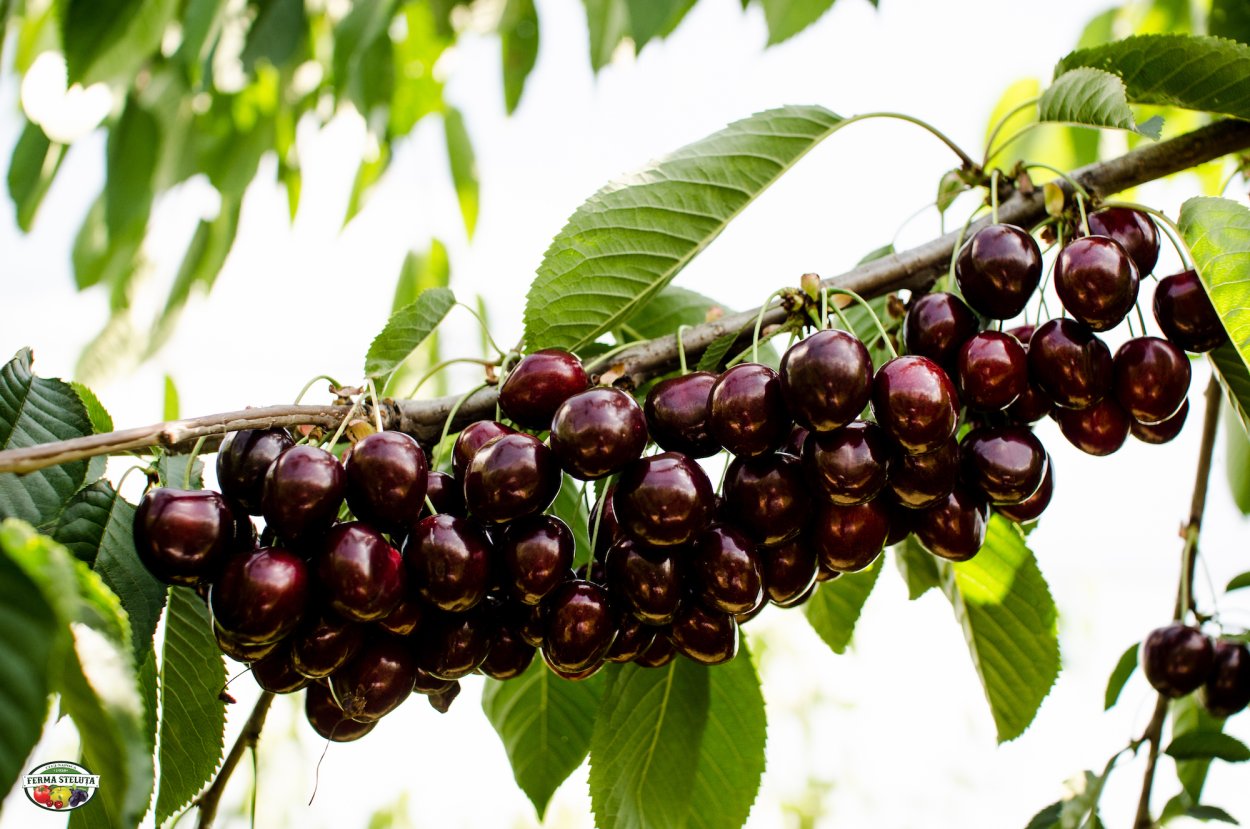 Черешня сорта крупноплодная