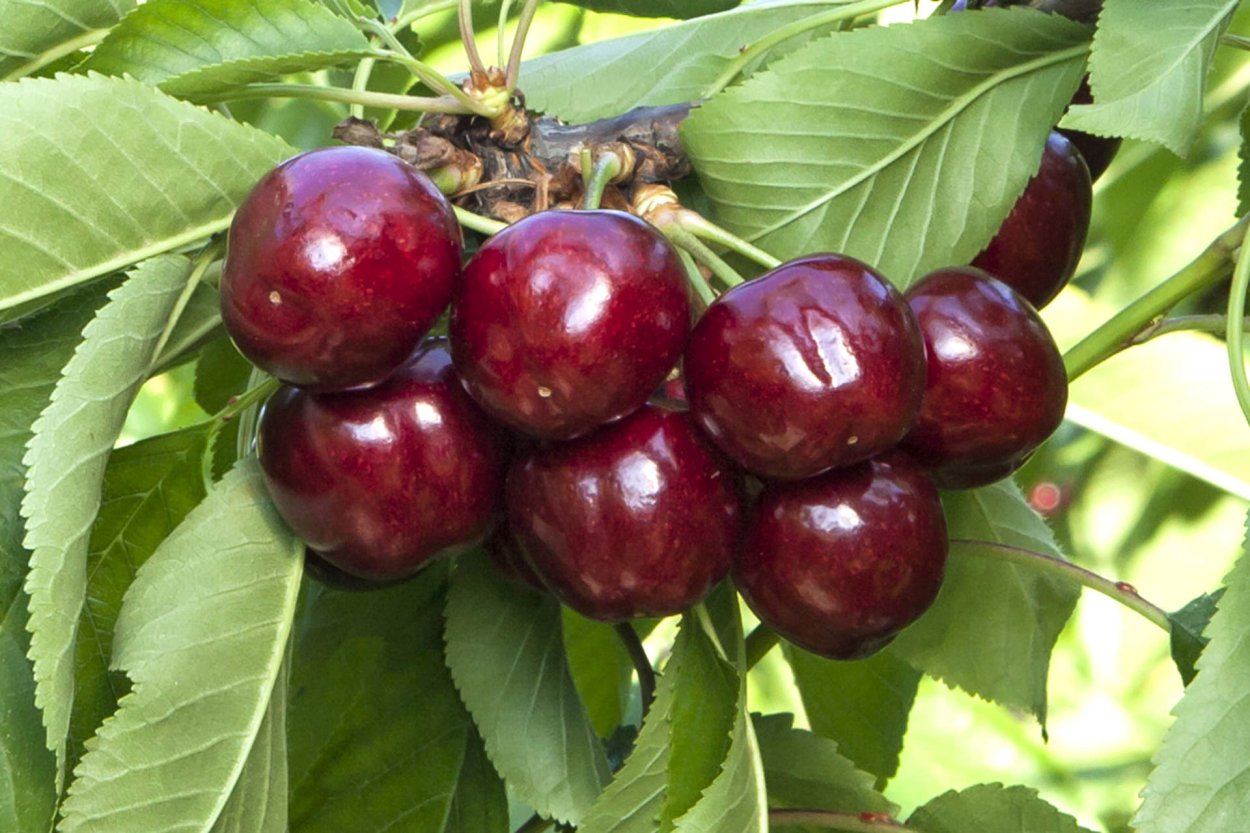 Черешня Ревеншон