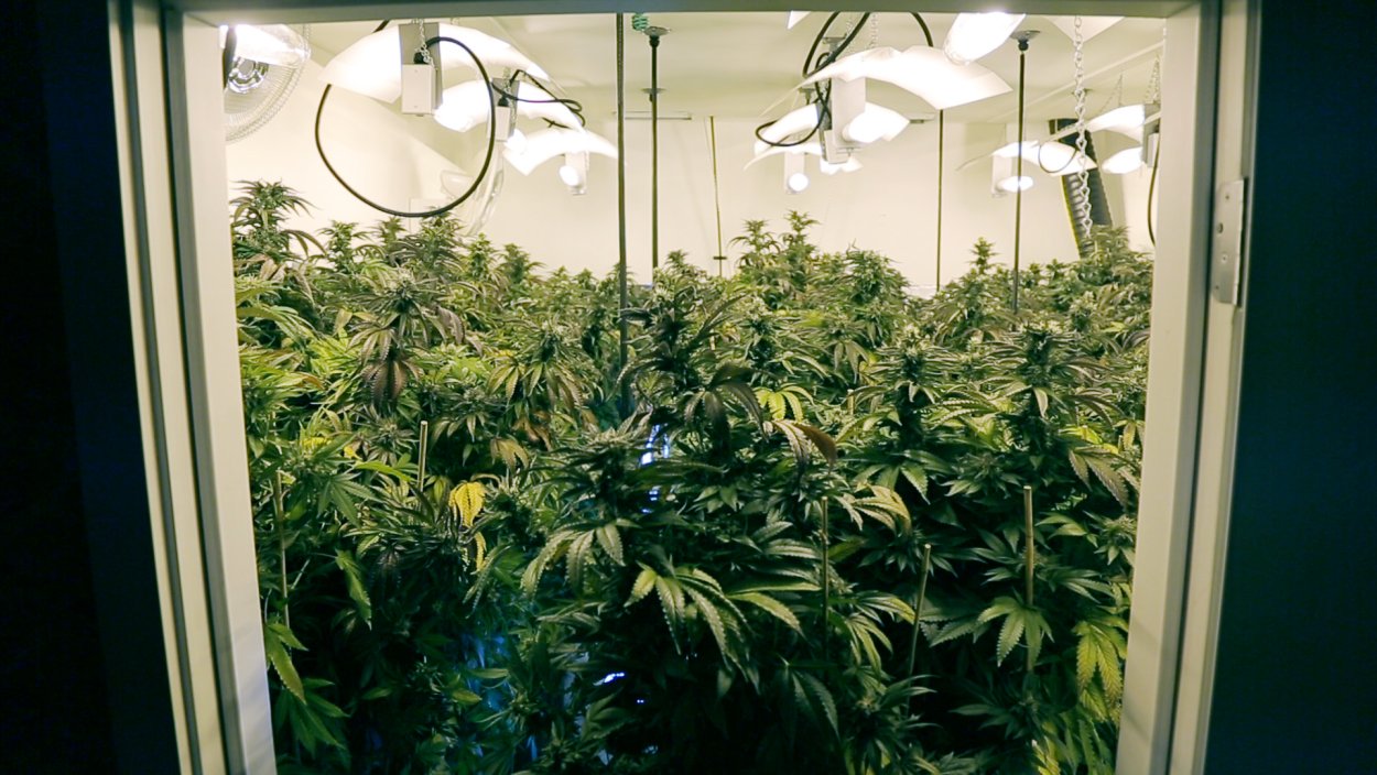 Иконки для актуального в Инстаграм растения