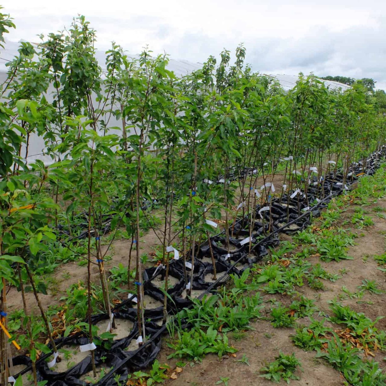 Сорт черешни свирт Харт