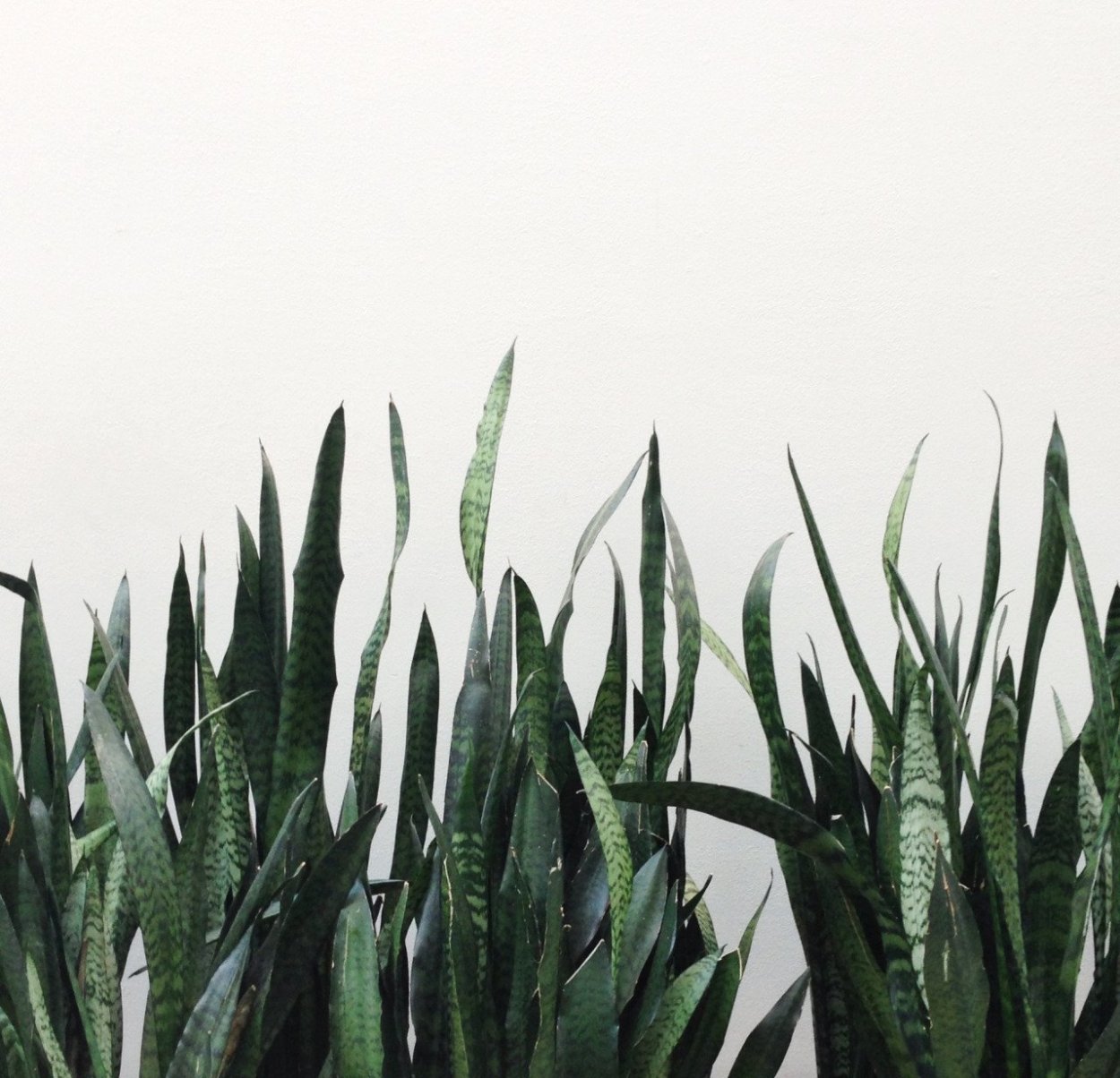 Лист папоротника фото на белом фоне