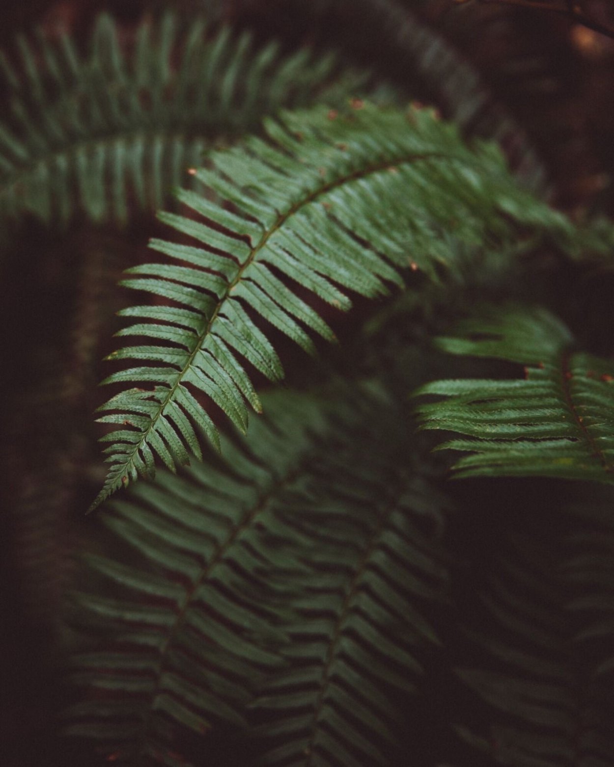 Растения Эстетика