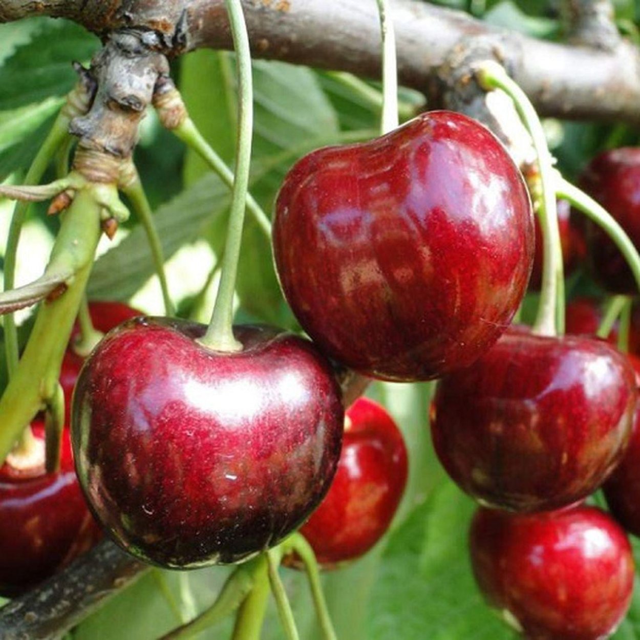 Саженцы черешни на ВСЛ 2