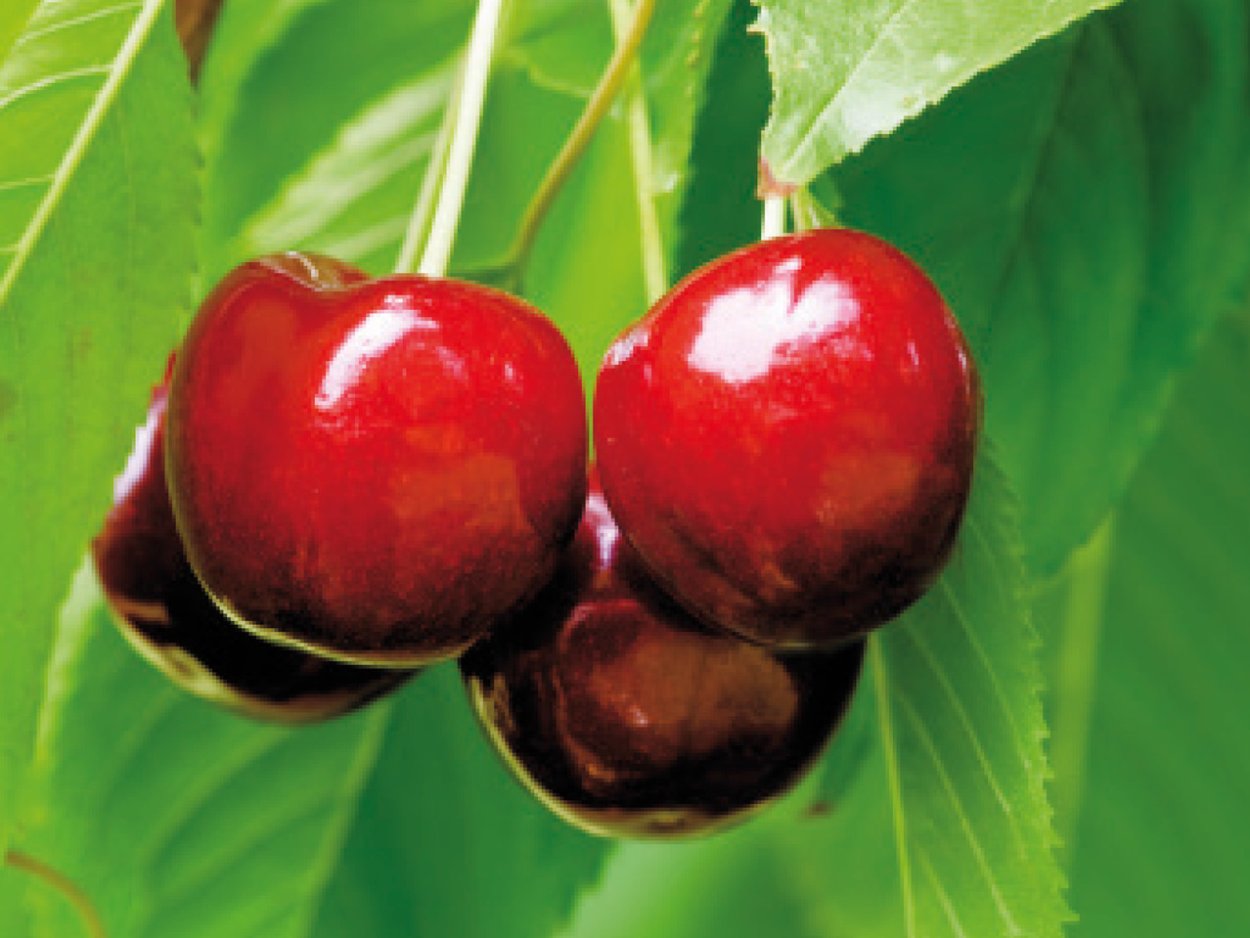 Черешня дерево саженцы