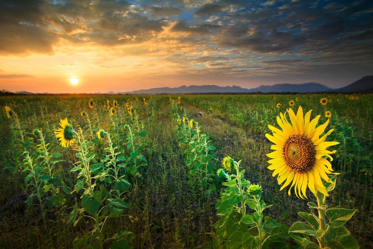 Красивый вид на поле закат с подсолнухами
