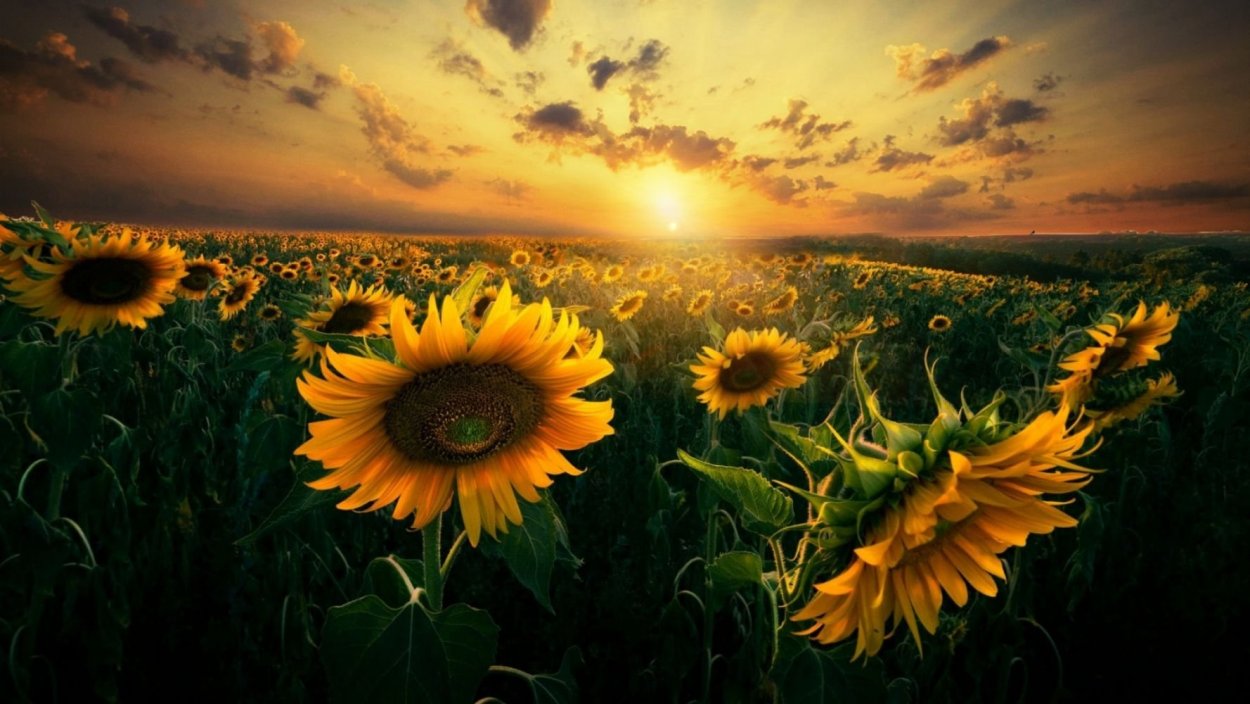 Поле подсолнухов