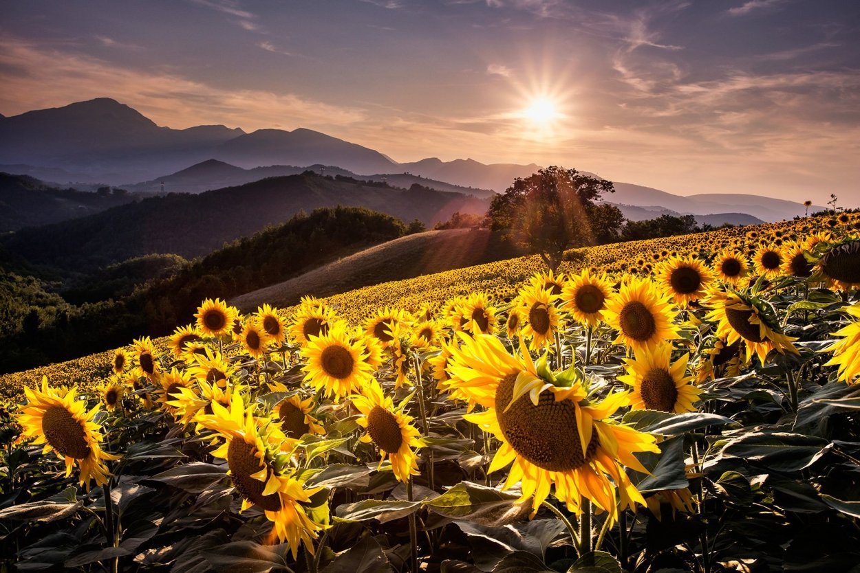 Подсолнухи и горы