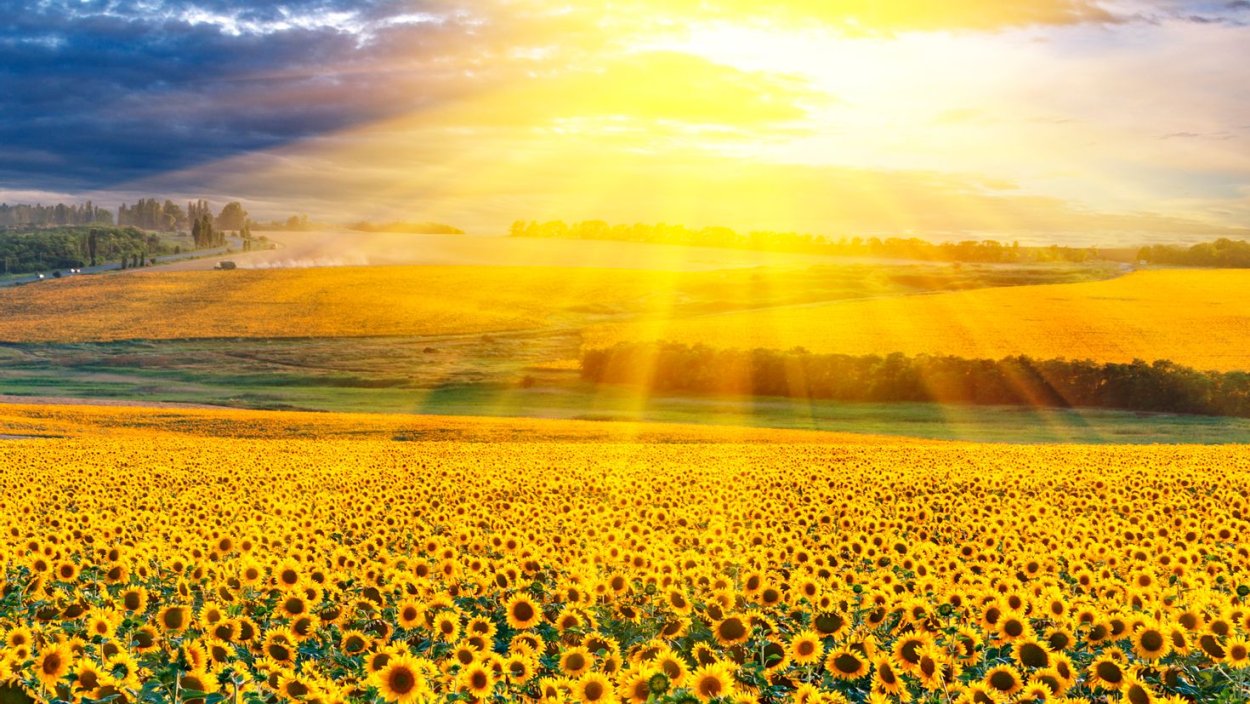 Красивое поле подсолнухов