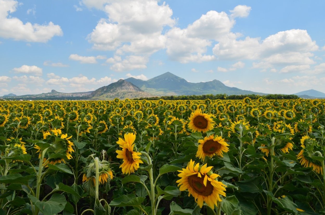 Подсолнуховое поле на Ставрополье