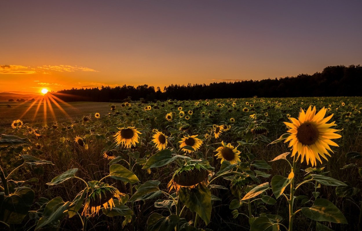 Подсолнухи на закате