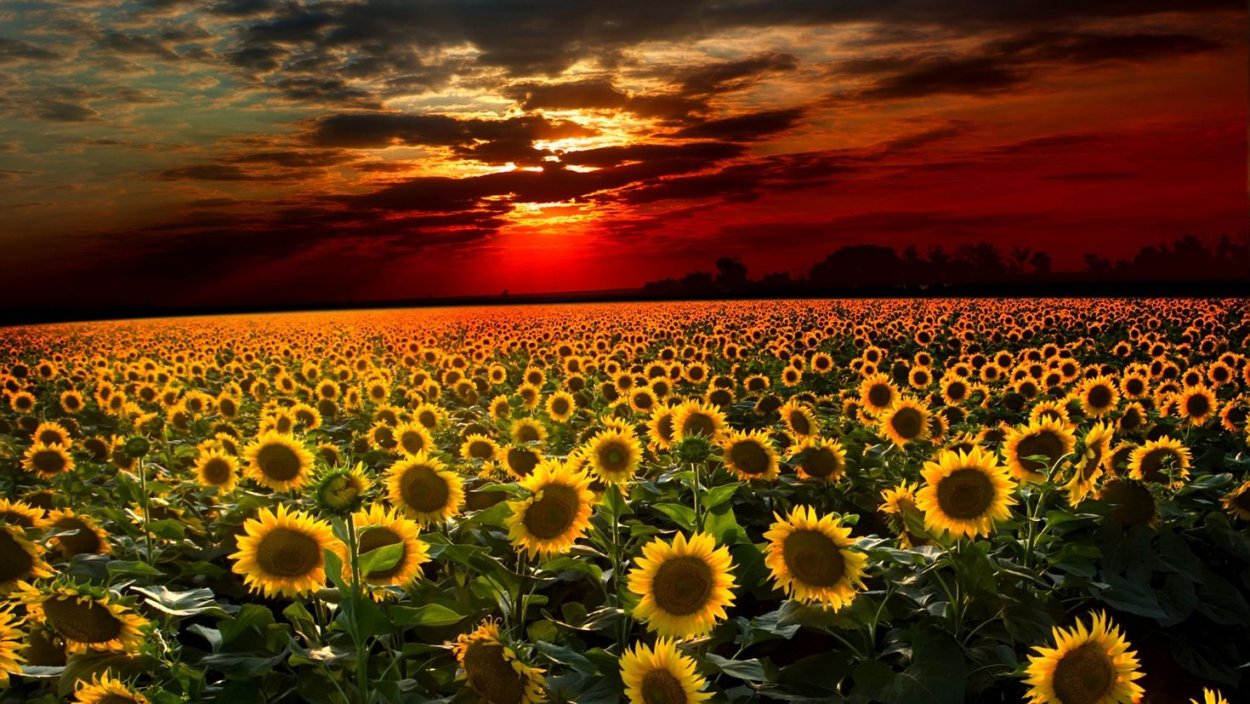 Эстетика подсолнухов