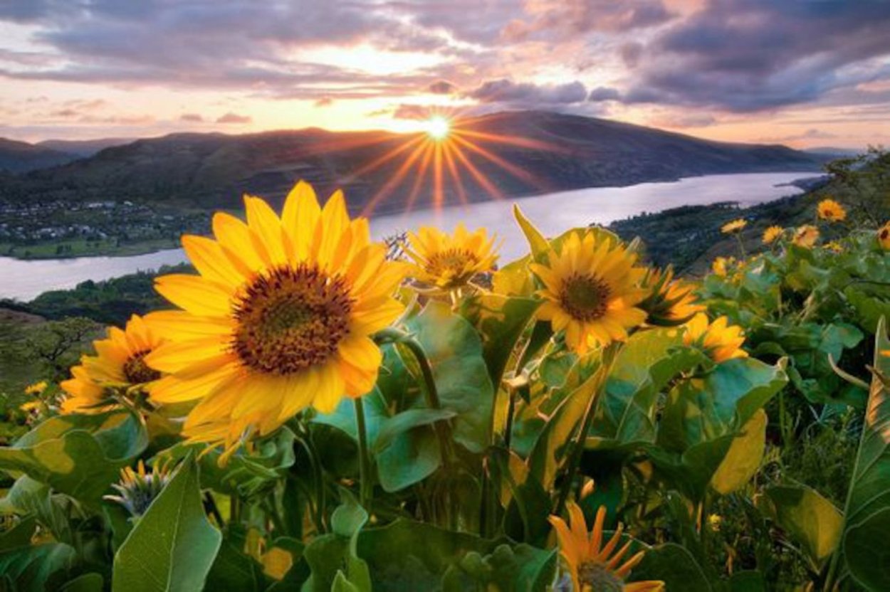 Подсолнухи на горе