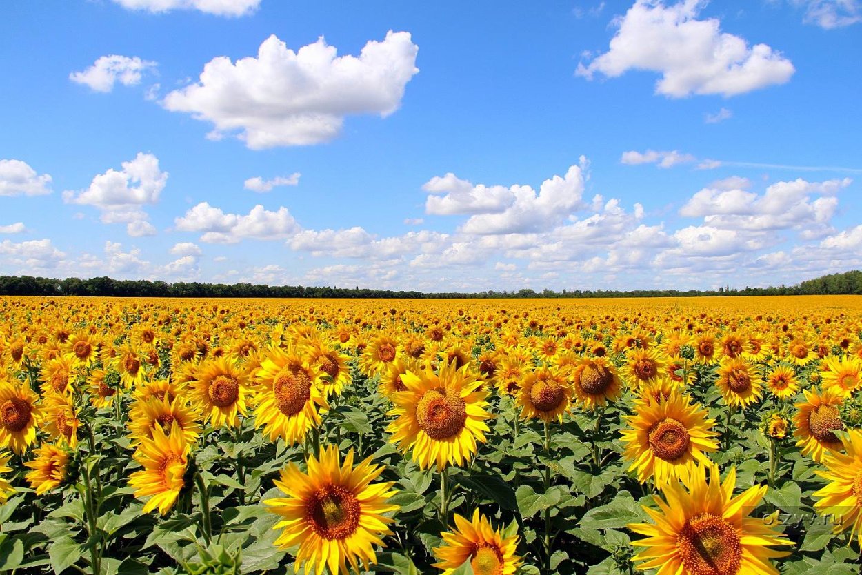 Подсолнечник в Воронежской области