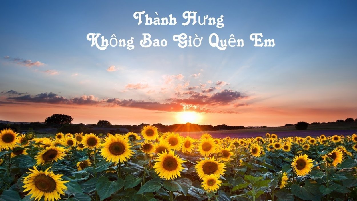 Грядки в поле подсолнух