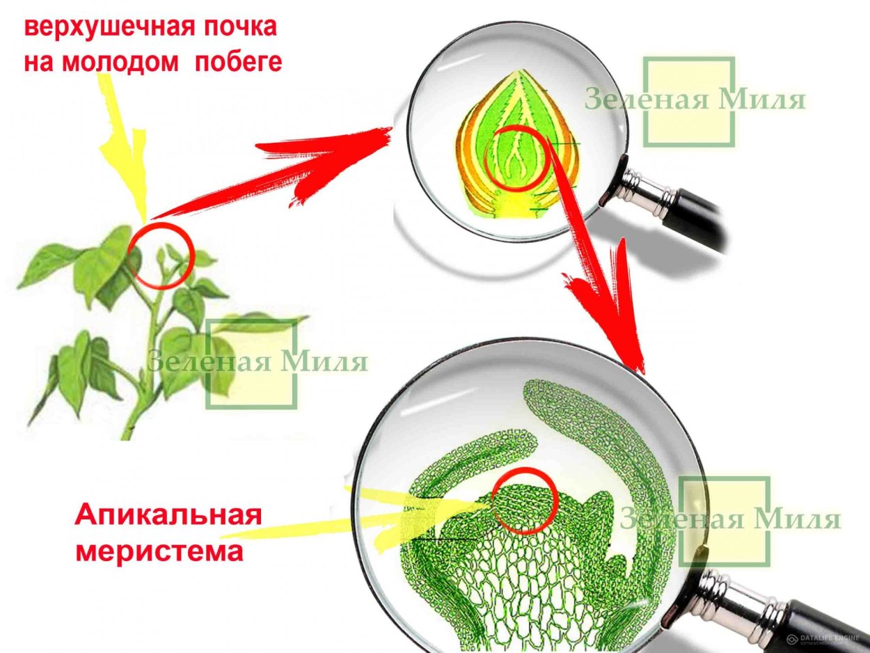 Антоцеротовые мхи строение