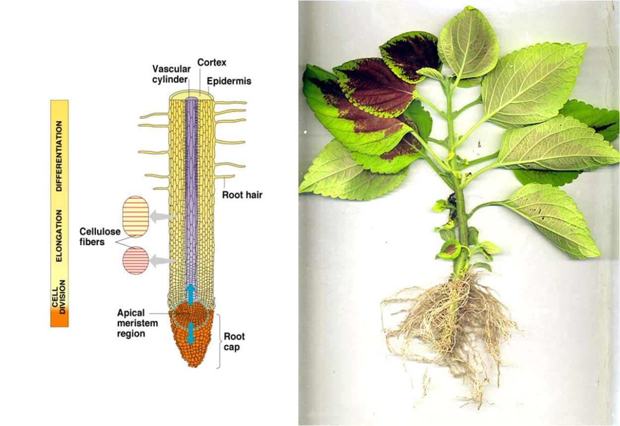 Апикальная меристема строение