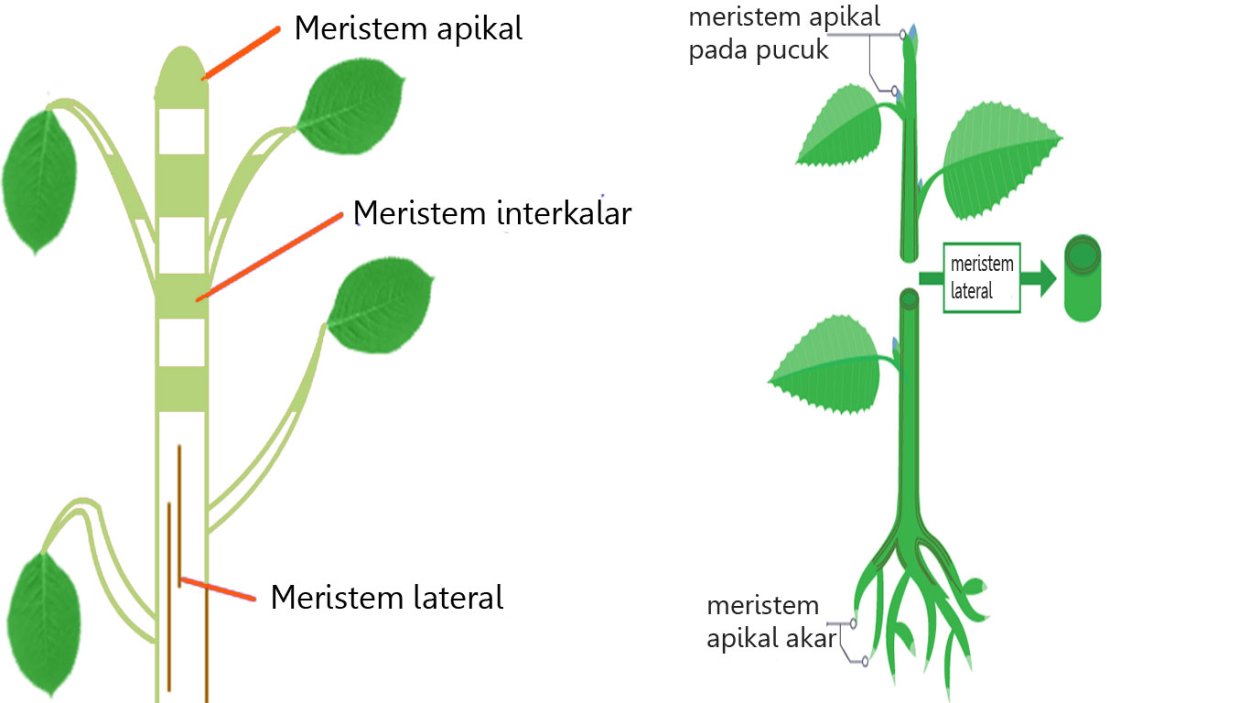 ПРЕФЛОРАЛЬНАЯ меристема