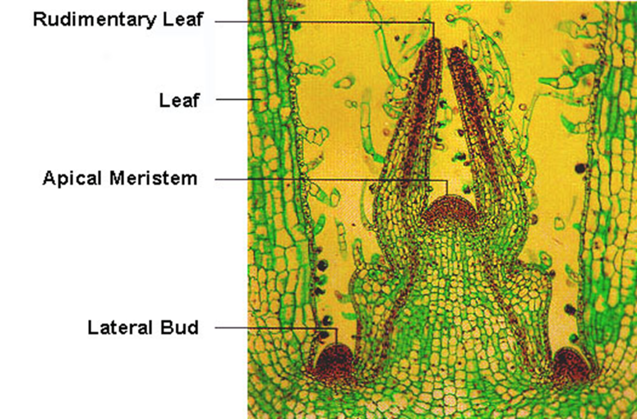 Схема строения корня растения