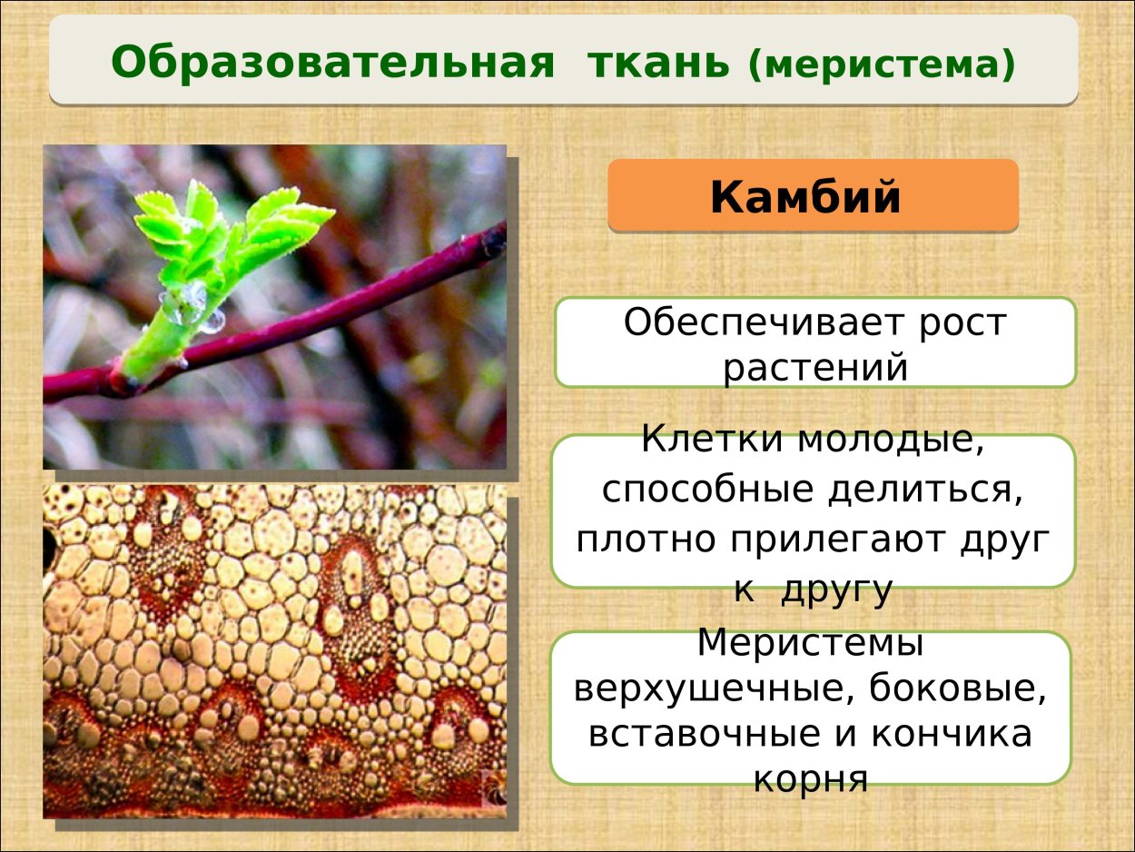 Образовательная ткань растений камбий