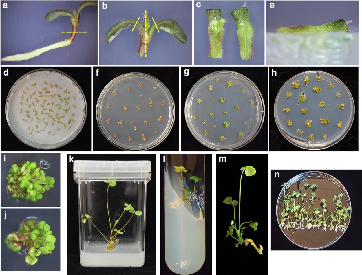 Камбий гистология