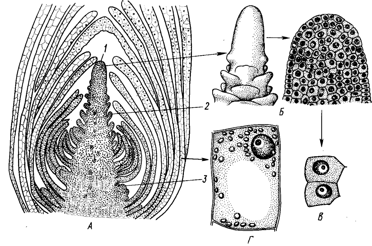 Апикальная меристема стебля